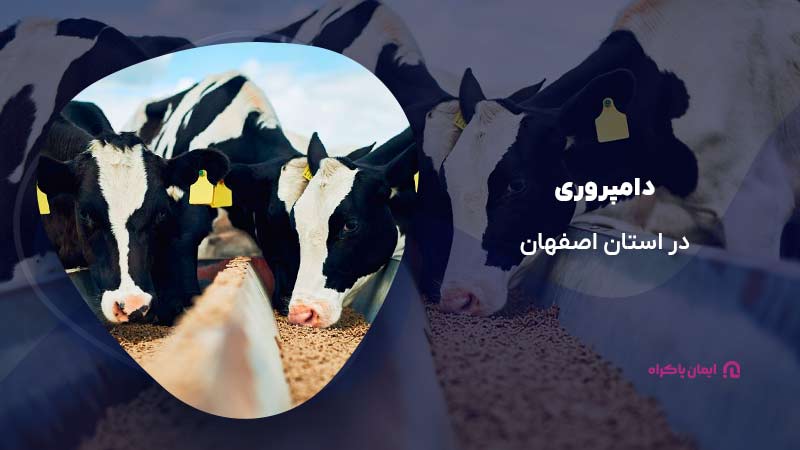 دامپروری