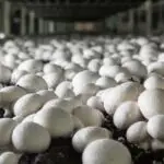 راه‌اندازی کسب و کار پرورش قارچ