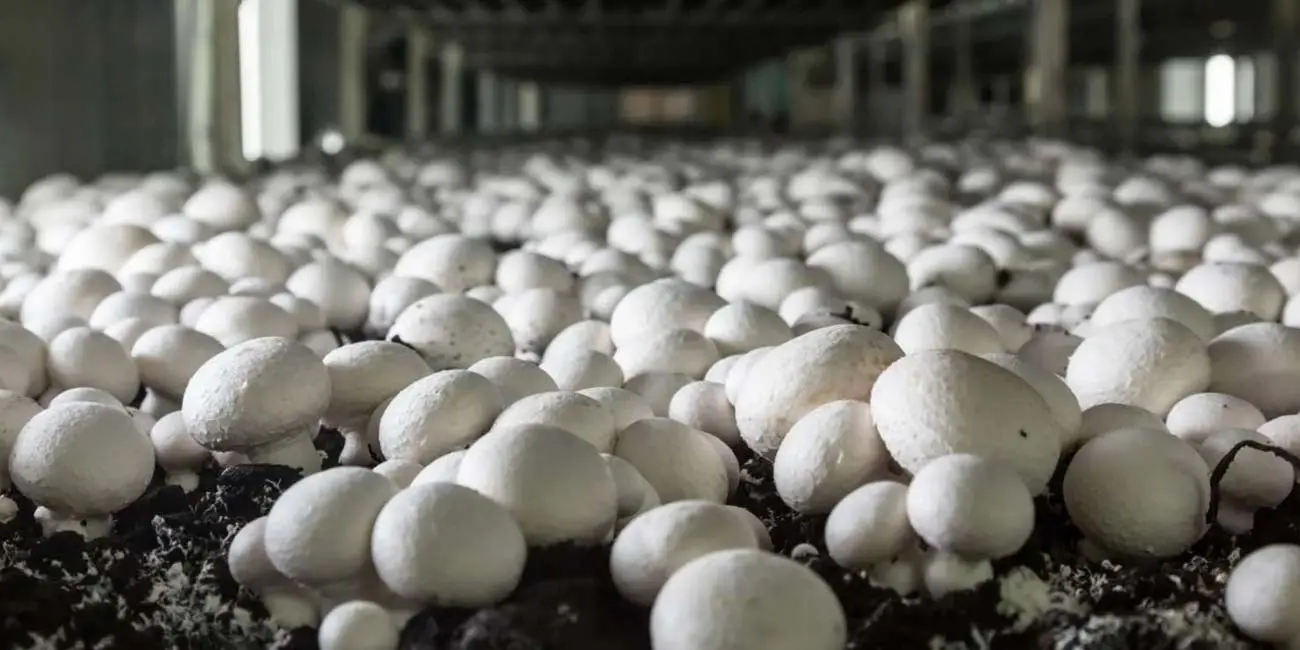 راه‌اندازی کسب و کار پرورش قارچ