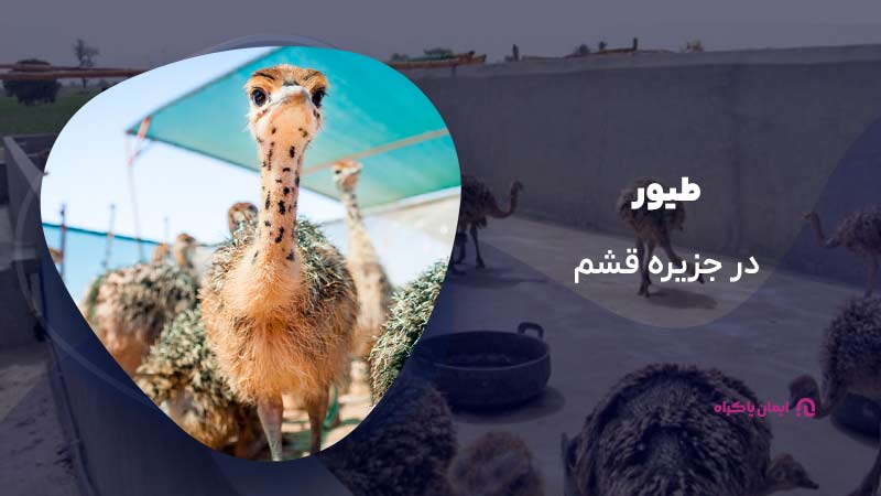 طیور