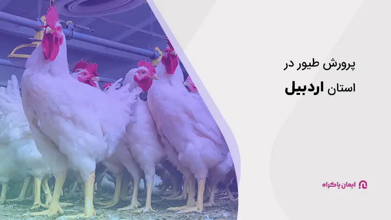 پرورش طیور در اردبیل
