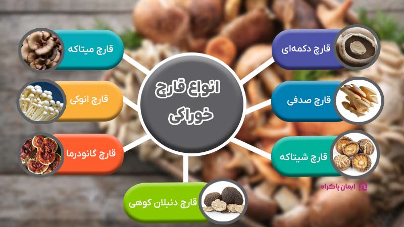 انواع قارچ خوراکی