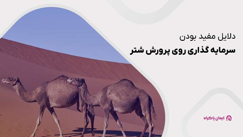 3 دلیل مفید بودن سرمایه گذاری روی پرورش شتر