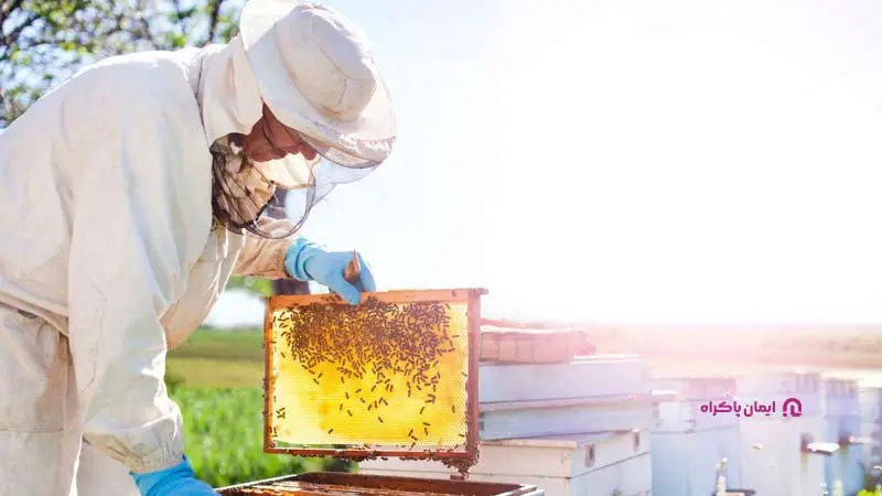 پرورش زنبور عسل در شهرستان