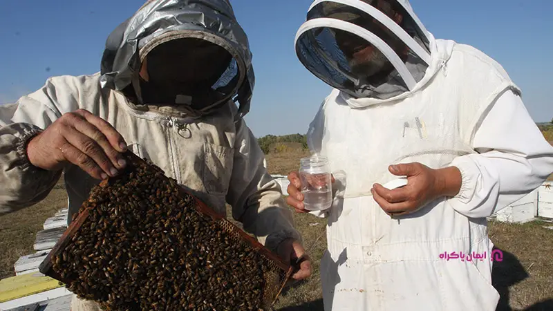 کارگر زنبورداری