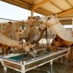 کسب ‌و کار پرورش شتر در دل کویر