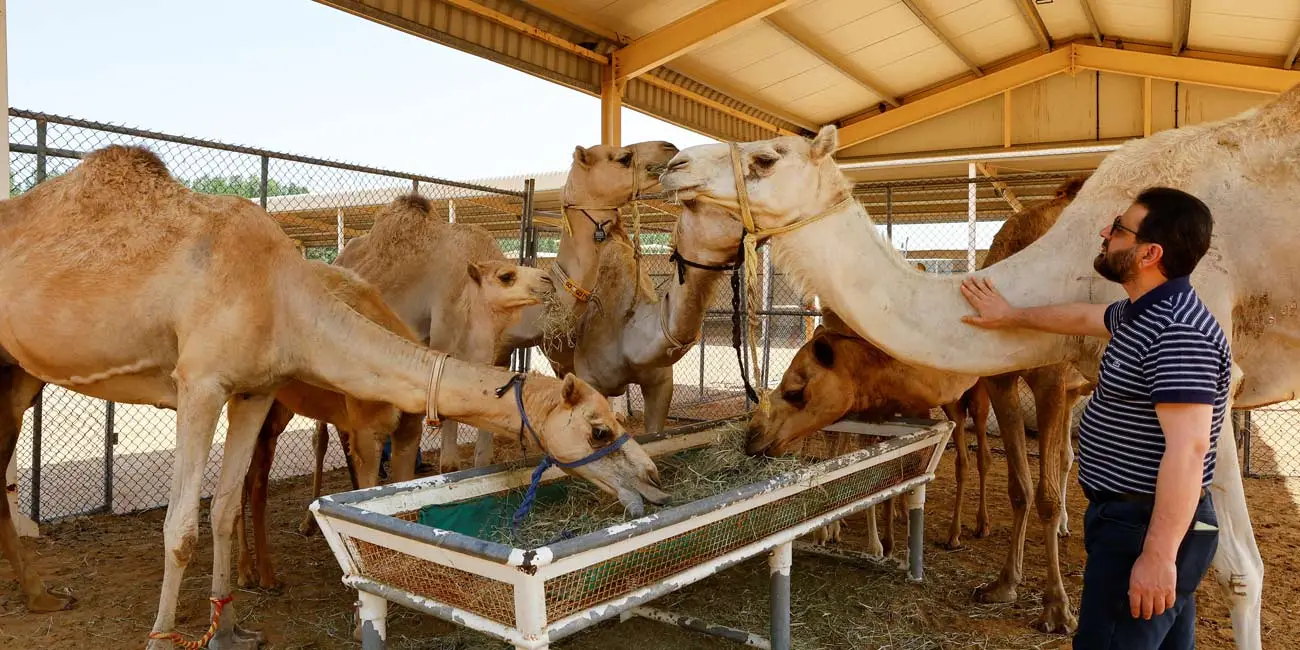 کسب و کار پرورش شتر در دل کویر