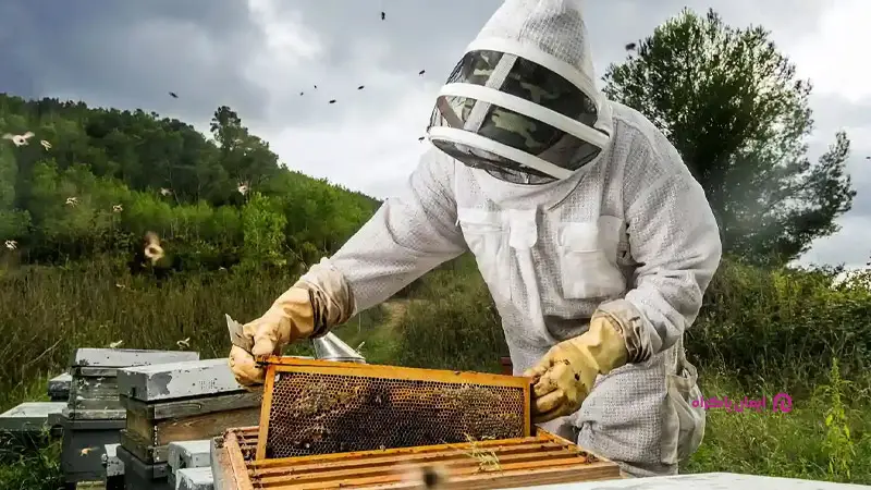 چالشهای شغل تولید عسل و فروش آن