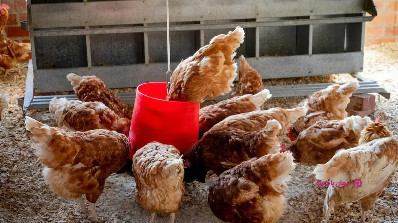 بررسی تعداد دانخوری مورد نیاز مرغ بومی