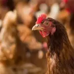 توجیه اقتصادی پرورش مرغ بومی