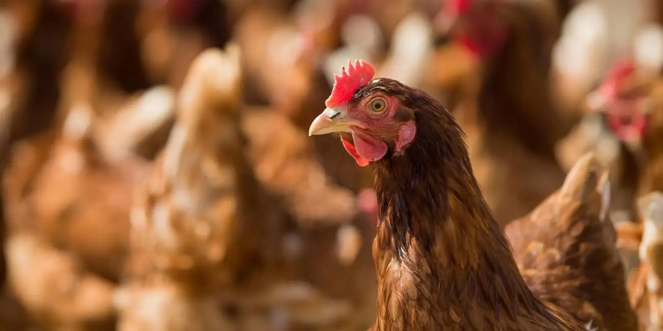 توجیه اقتصادی پرورش مرغ بومی