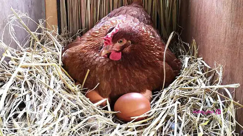 لانه‌های تخم‌ گذاری برای پرورش مرغ بومی