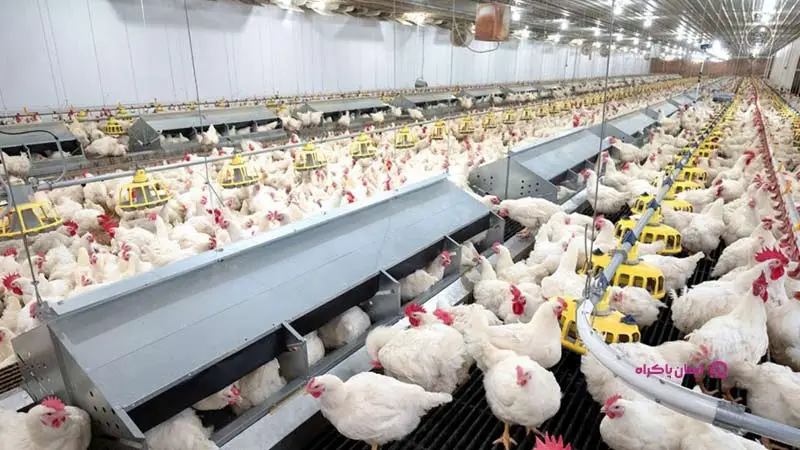 تأسیس مرغداری برای انتخاب بهترین شغل در شهرستان ها