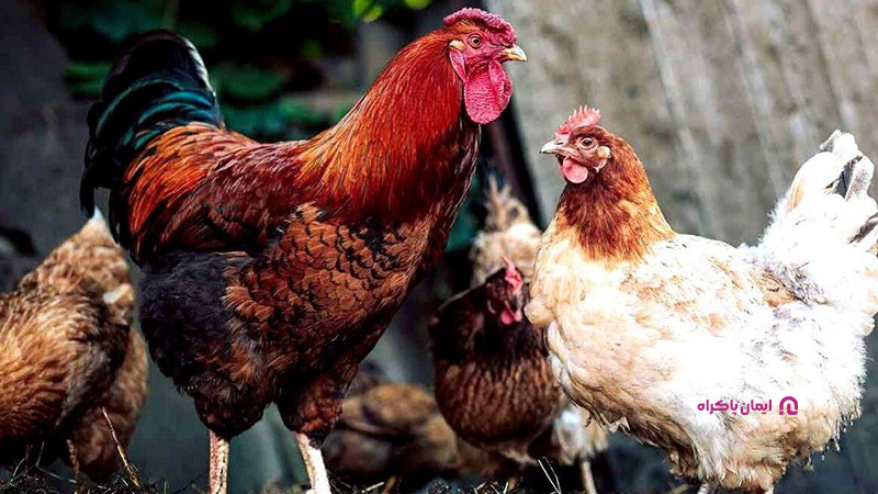 معرفی نژاد گلپایگانی در پرورش مرغ بومی