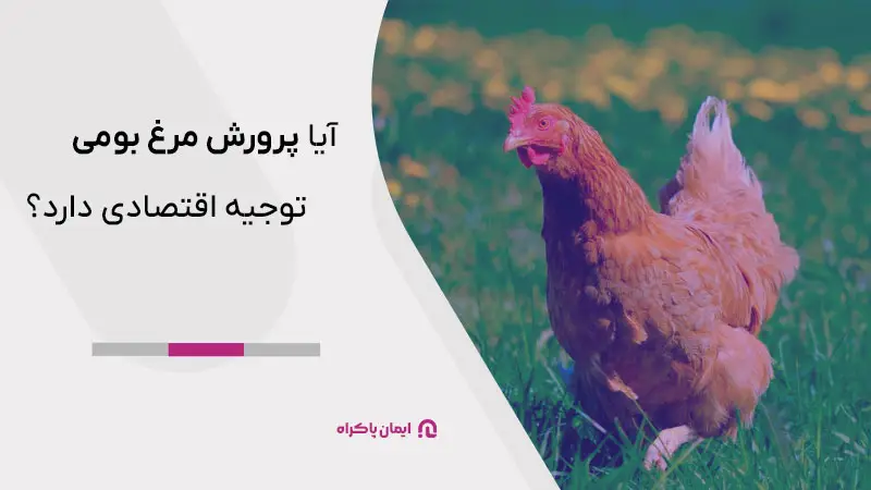 آیا پرورش مرغ بومی توجیه اقتصادی دارد؟