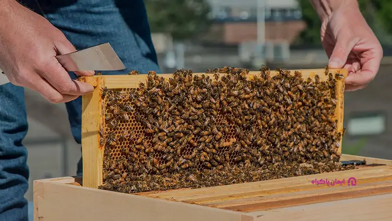 تولیدکننده محصولات جانبی کندو