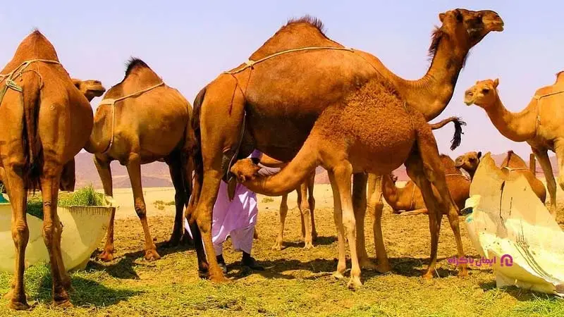 بررسی بازار و توجیه اقتصادی کسب و کار پرورش انواع شتر در کویر