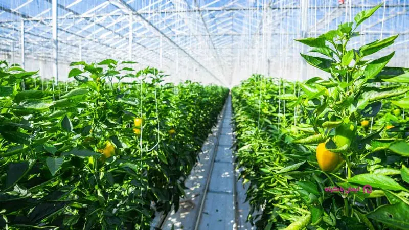 سازه‌سازی گلخانه‌ای مدرن – ارس