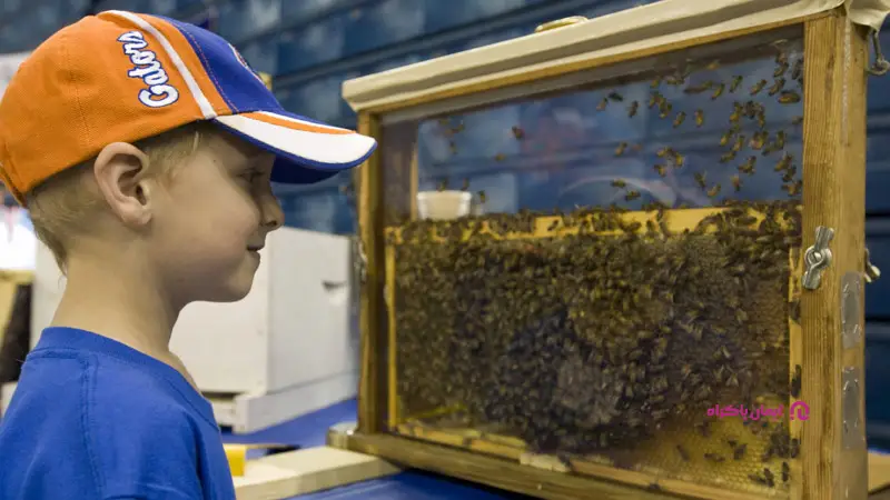شغل برگزارکننده تورهای آموزشی زنبورداری
