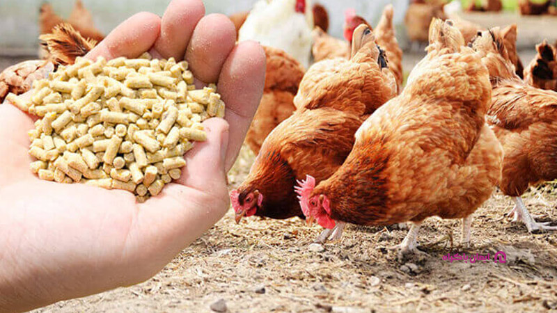 تولید دان طیور در محل پرورش مرغ بومی