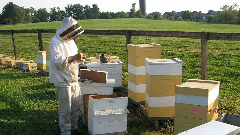 کارشناس پرورش ملکه