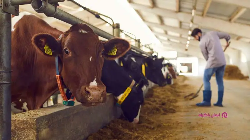 شغل پرورش گاو و گوسفند در شهرستان