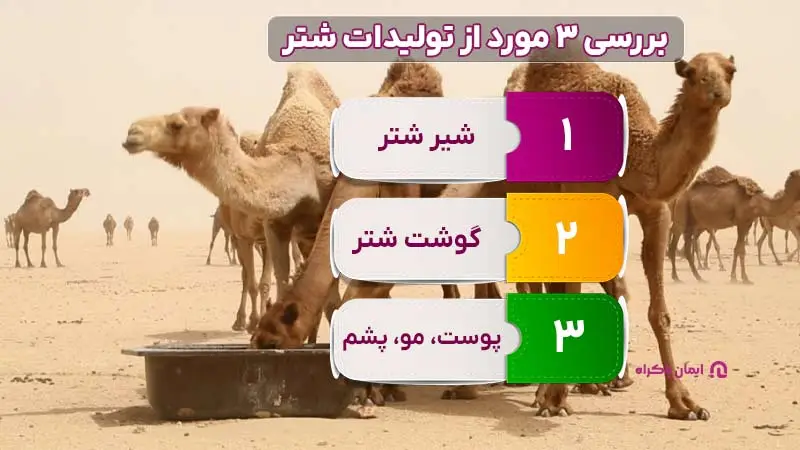 بررسی 3 مورد از تولیدات شتر