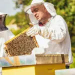 بررسی کسب و کار تولید و فروش عسل