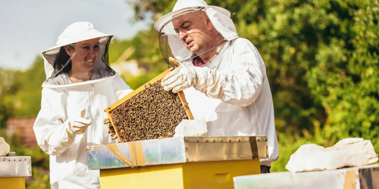 بررسی کسب و کار تولید و فروش عسل