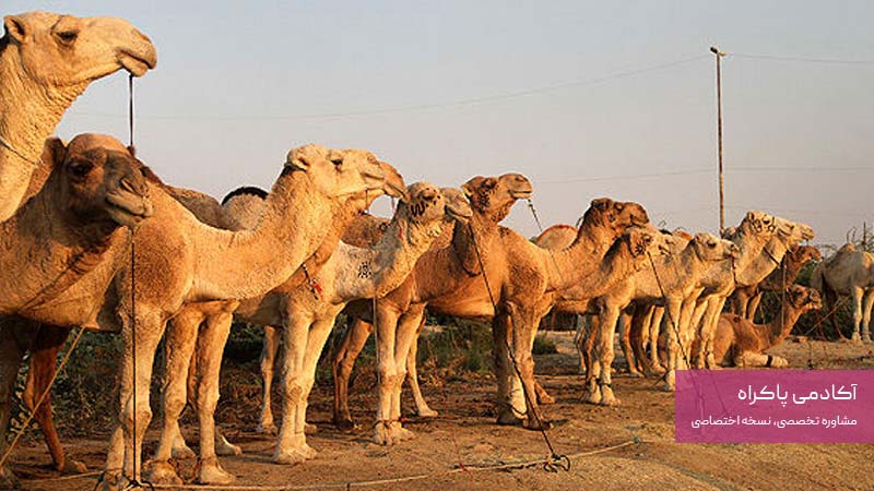 فروش دام زنده و بچهشتر