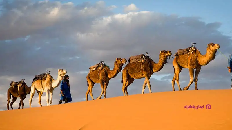 وضعیت کسب و کار پرورش شتر در ایران