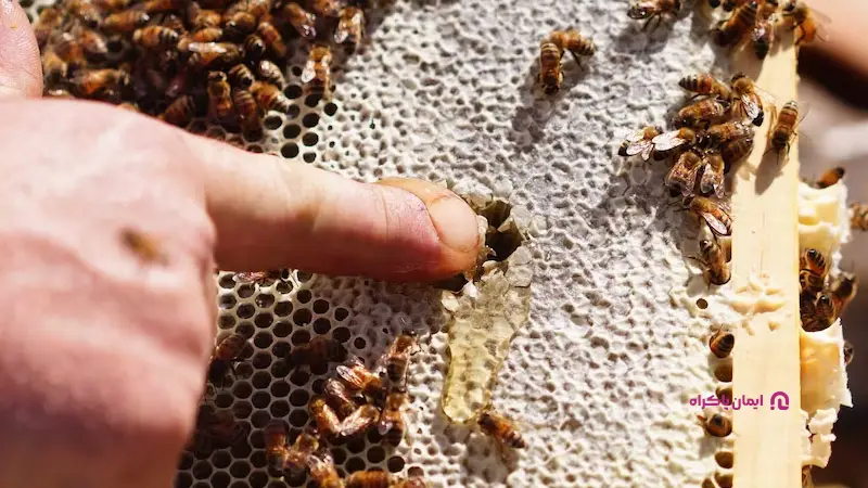 شغل تولیدکننده عسلدرمانی