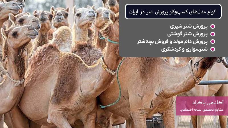 انواع مدلهای کسبوکار پرورش شتر در ایران