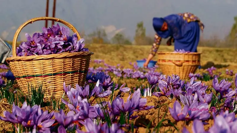 خرید عمده زعفران