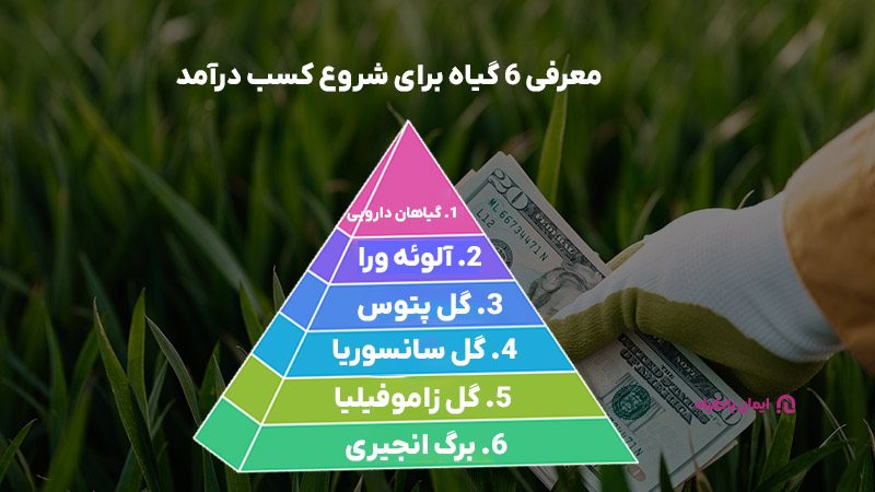 بهترین گیاهان برای پرورش و کسب درآمد