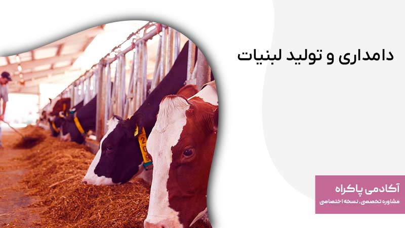 دامداری و تولید لبنیات