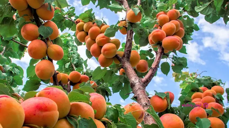 کشت و فراوری محصولات باغی در قزوین