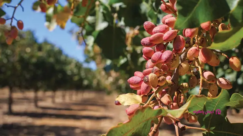 کشت پسته و بادام