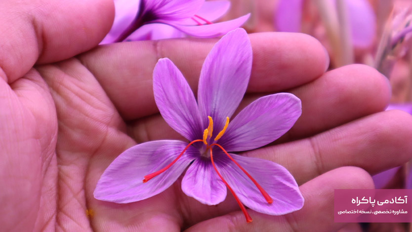 پرورش گیاهان دارویی