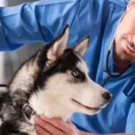 بررسی شغل‌های رشته جانور شناسی