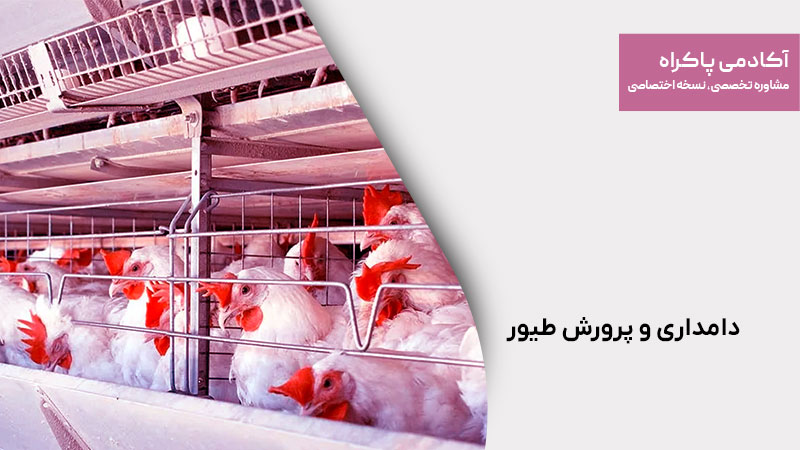 دامداری و پرورش طیور