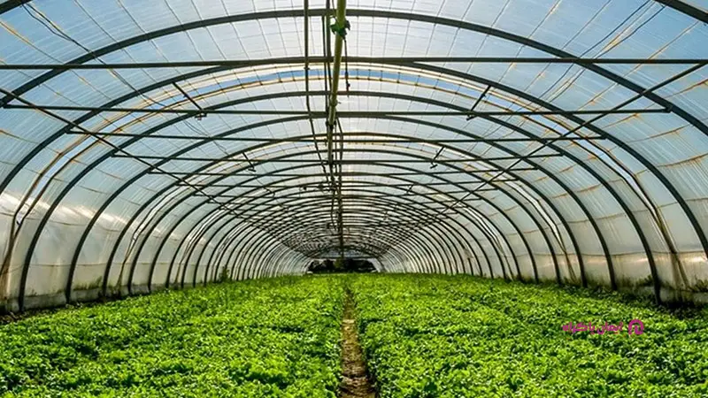 تولید محصولات گلخانه‌ای در قزوین