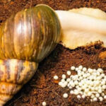 راه‌اندازی کسب و کار پرورش حلزون، فرصت‌ها و چالش‌ها