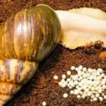 راه‌اندازی کسب و کار پرورش حلزون، فرصت‌ها و چالش‌ها