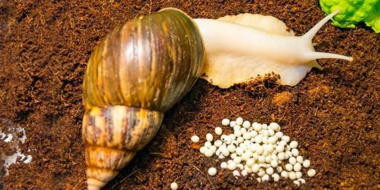 راه‌اندازی کسب و کار پرورش حلزون، فرصت‌ها و چالش‌ها