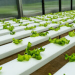 راه‌اندازی کسب و کار پرورش گیاهان دارویی