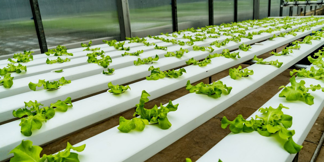 راه‌اندازی کسب و کار پرورش گیاهان دارویی