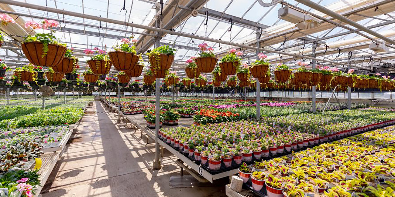 بوم مدل کسب و کار گلخانه