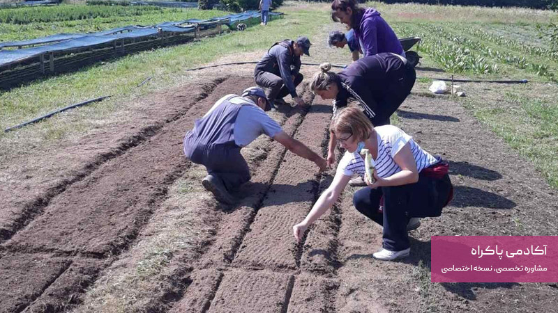 کشت و تولید گیاهان دارویی