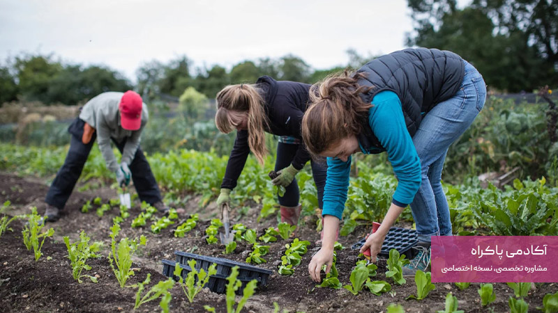 مهارت‌های موردنیاز برای کسب ‌و کار پرورش گیاهان دارویی